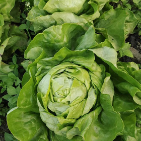 生态奶油生菜 | 合作生产*Eco cream lettuce | Coproduction