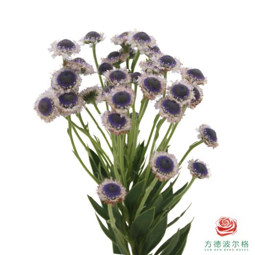 蓝眼睛 商品图1