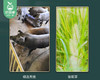 龙岩武平散养黑猪·猪心（400g±50g/颗） 商品缩略图4