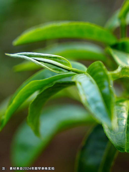 2025年春茶【那罕单株】 选自那罕组46号茶农李贵宏家古树；古寨春拥有那罕茶祖采摘权；500克/箱 数量稀少 商品图2