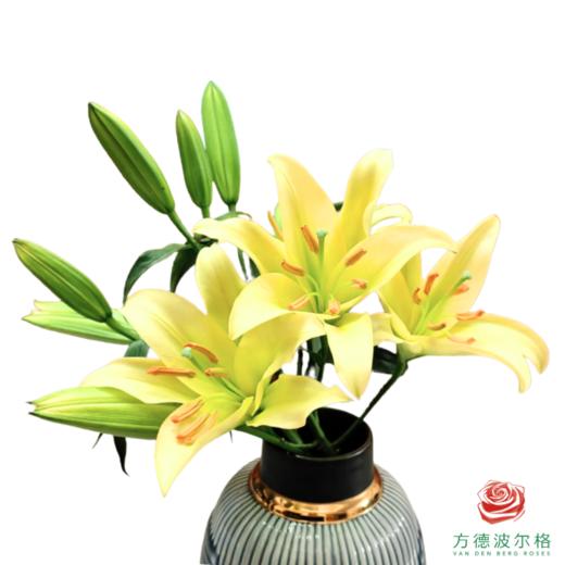 百合-太上皇 5枝1扎 商品图0