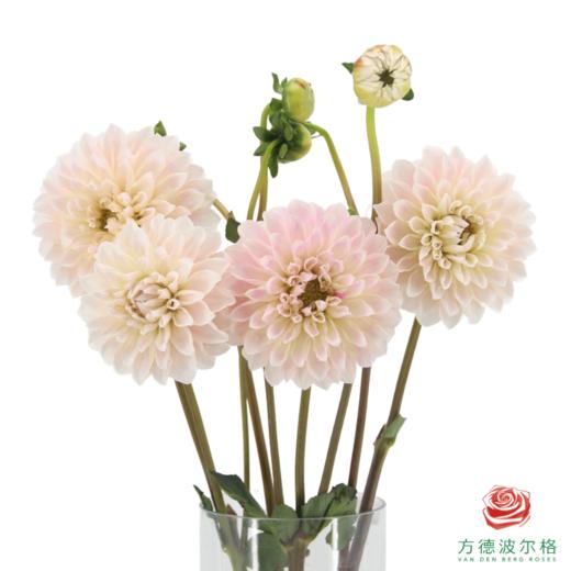 大丽花-宝熠5号 商品图0