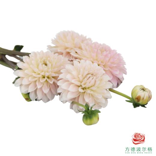 大丽花-宝熠5号 商品图2