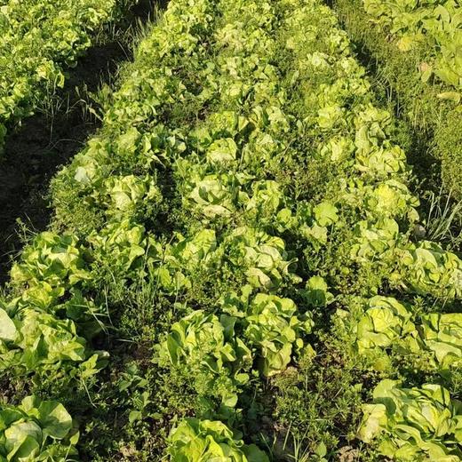 生态奶油生菜 | 合作生产*Eco cream lettuce | Coproduction 商品图3