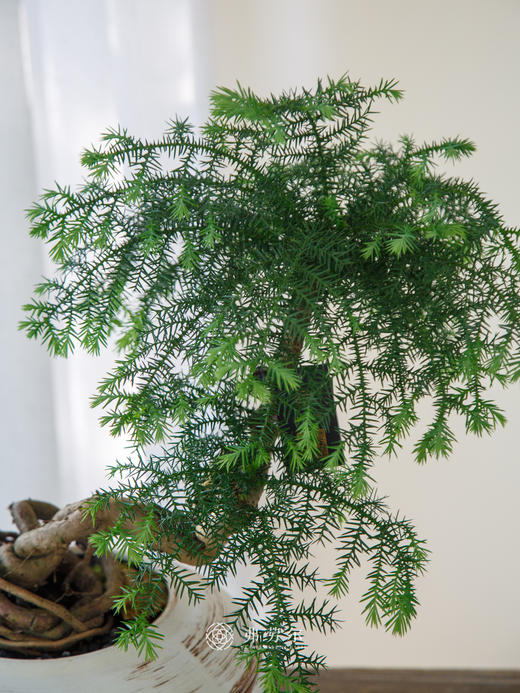 澳洲松 商品图1