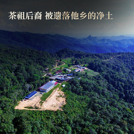 【班章王】近千年树龄高杆古树茶，炸裂来袭！与老班章同一山脉，古寨春独家资源片区 357克/饼 5饼/提 商品图5