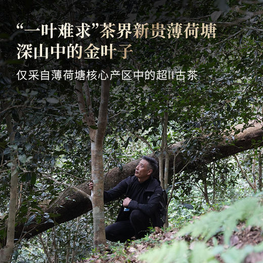 【薄荷塘】与19号茶农共同背书 保真保纯！超II类古树王，生而尊贵自带光环，店铺连续多年的“销量王”“复购王” 云南普洱茶生茶 357克/饼 拍5发6 商品图8