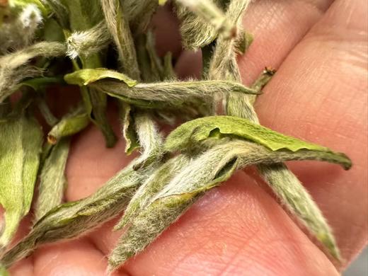 2025春 天工·荒小白  树龄50-60年  尴尬的茶 优美的价  250克起 福鼎白茶 商品图4