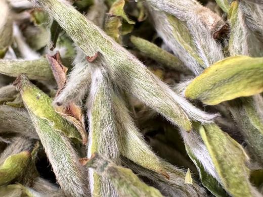 2025春 极枞·初芽 米芽级 白毫银针 福鼎白茶  250克起 商品图3