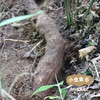 秦岭野生葛根丁 72g/袋 | 合作农友生产，产自陕西汉中秦岭，生产者：刘蜜书 ＆【公平贸易农人定价】 商品缩略图13