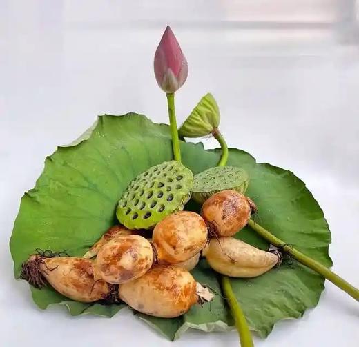 洪湖莲藕3.5元1斤，到店称，次日到 商品图2