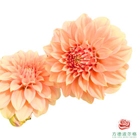 大丽花-明亮前橙