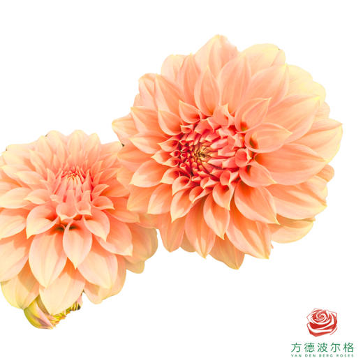 大丽花-明亮前橙 商品图0