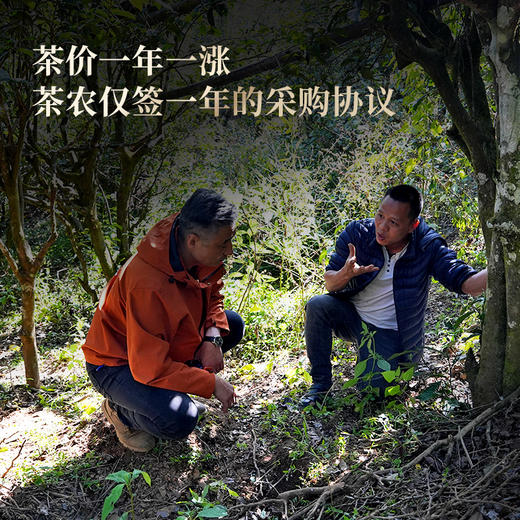 【冰岛王】西半山之巅勐库冰岛王，近几年升值最快的普洱山头！茶韵淸劲如山风呼啸 357克/饼 商品图6