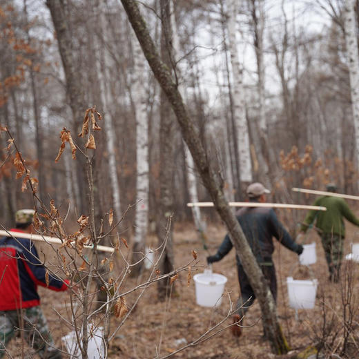 嘉桦浓缩桦树汁 滴滴珍贵 商品图7