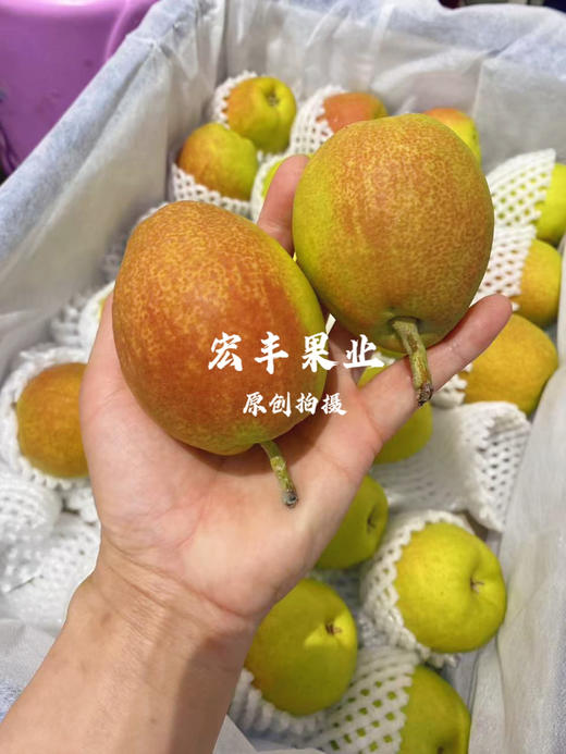 宏丰精选，正宗库尔勒香梨，口感脆甜，水份足，活动价9.9元一斤 商品图13
