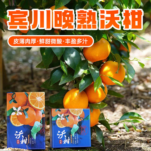 【宾川沃柑】云南宾川高山沃柑新鲜水果当季整箱精品橘桔子蜜甜现摘 商品图5