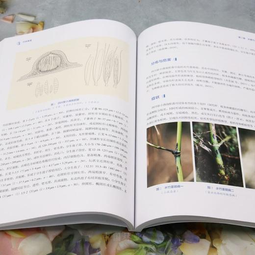 竹林真菌 &2911 商品图4