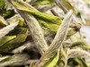 2025春 天工·荒小白  树龄50-60年  尴尬的茶 优美的价  250克起 福鼎白茶 商品缩略图3
