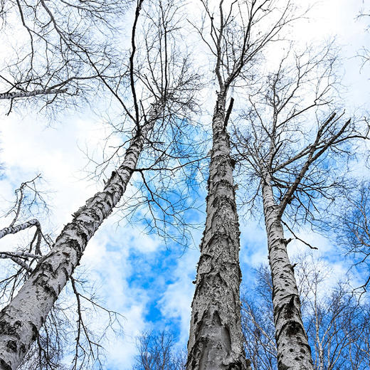 嘉桦浓缩桦树汁 滴滴珍贵 商品图2