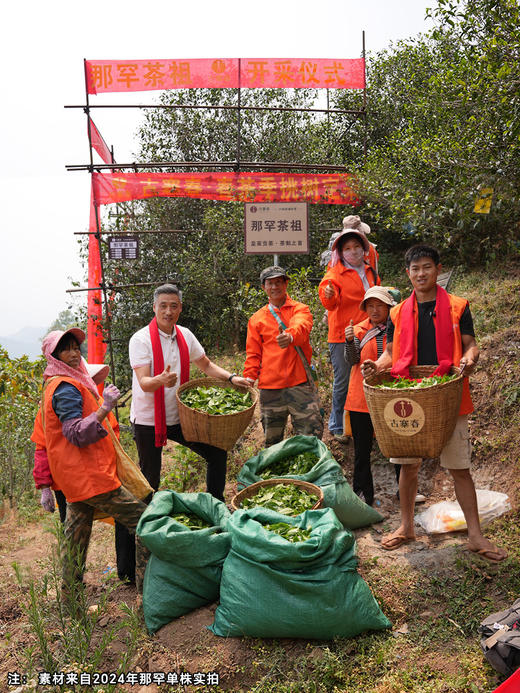 2025年春茶【那罕单株】 选自那罕组46号茶农李贵宏家古树；古寨春拥有那罕茶祖采摘权；500克/箱 数量稀少 商品图1