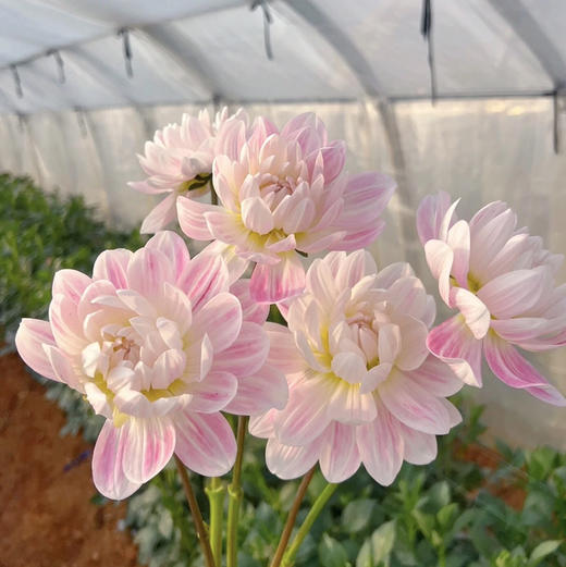 大丽花.凯尔盖安 商品图1