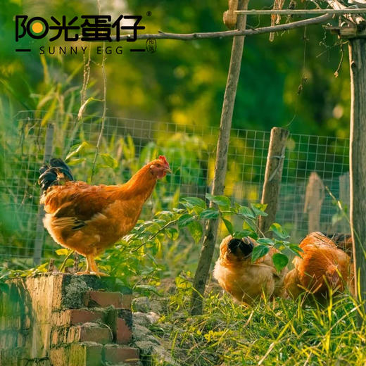 【绮】阳光蛋仔-可生食鲜鸡蛋30枚装 商品图4