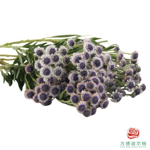 蓝眼睛 商品图2