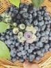 云南滇湖有机蓝莓鲜果|一年一熟，露天种植 果香浓郁 富含花青素 基地直发顺丰包邮 商品缩略图3