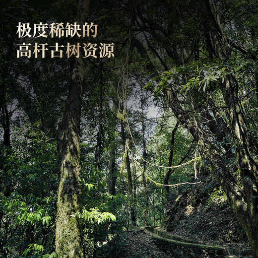 【百花潭高杆】茶王树同源稀少高杆，爱茶老客‘心头宝’ 选取茶王树周边三棵大高杆单采单制 全球仅有八棵高杆古树！ 357克/饼 商品图4