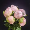 进口品种芍药花佩尔5支 商品缩略图12