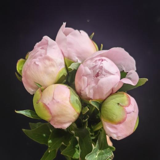 进口品种芍药花佩尔5支 商品图12