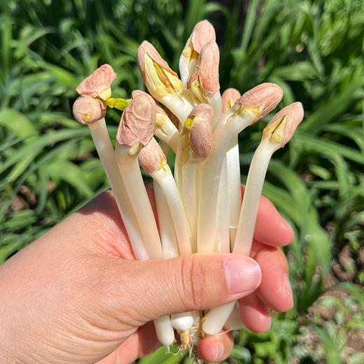 密云新鲜花生芽 400g  甜脆爽口 可爆炒涮火锅 花生苗长寿菜 特色水培蔬菜 商品图2
