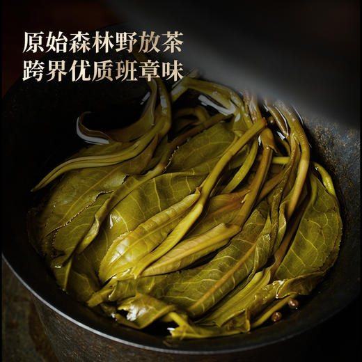 【班章王】近千年树龄高杆古树茶，炸裂来袭！与老班章同一山脉，古寨春独家资源片区 357克/饼 5饼/提 商品图6