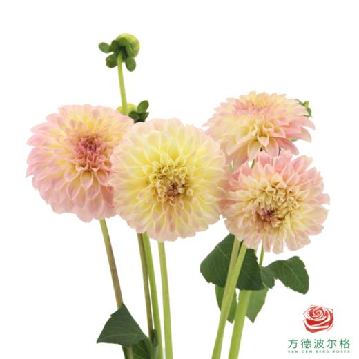 大丽花-酷拉贝儿.杰西 商品图0