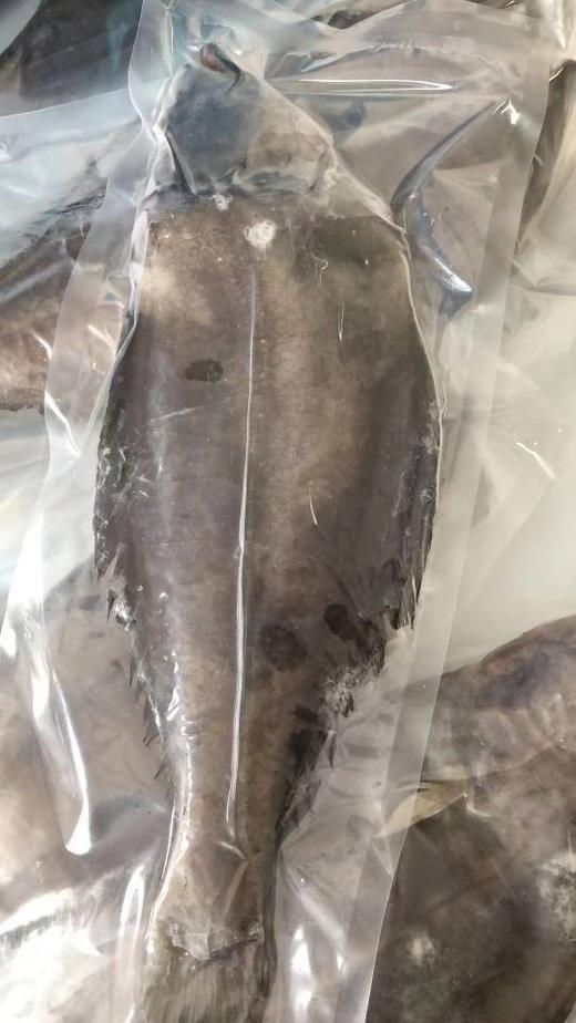 整条鸦片鱼21.8元／条400-500g，次日到 商品图0