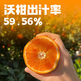 【宾川沃柑】云南宾川高山沃柑新鲜水果当季整箱精品橘桔子蜜甜现摘