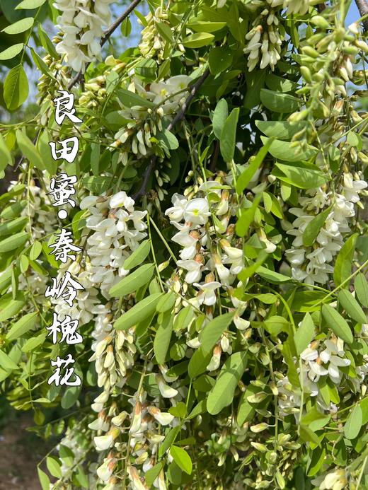 【秒杀】秦岭槐花2斤（送半斤） 商品图2