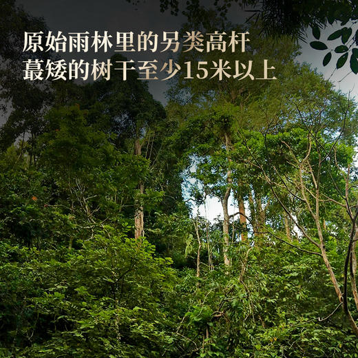 【野象林高杆】勐海野象林稀缺古树资源 巨型高杆的栖息地 勐海国有林里的秘境 身处中老缅交界线处 数量稀少 357g/饼 商品图1