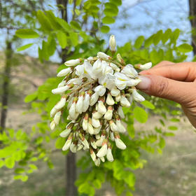 【秒杀】秦岭槐花2斤（送半斤）