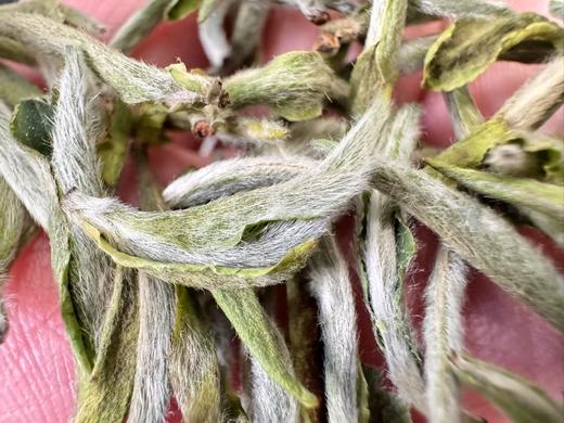 2025春 极枞·初芽 米芽级 白毫银针 福鼎白茶  250克起 商品图2