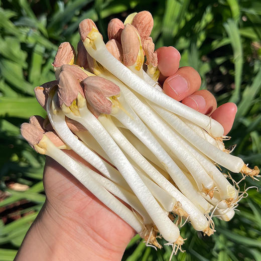 密云新鲜花生芽 400g  甜脆爽口 可爆炒涮火锅 花生苗长寿菜 特色水培蔬菜 商品图5
