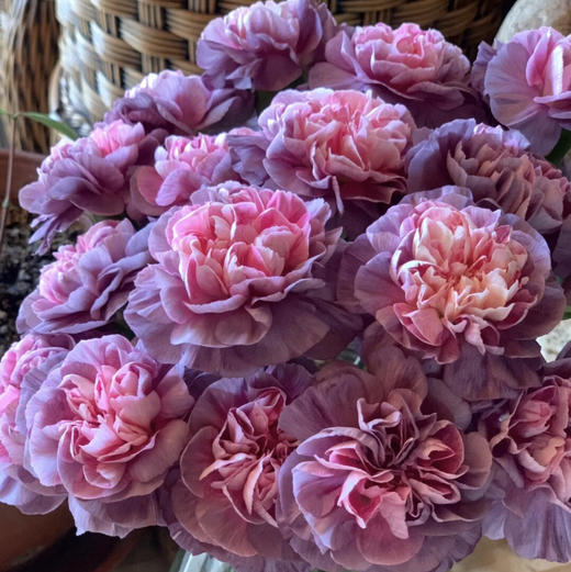 康乃馨·野马 商品图0