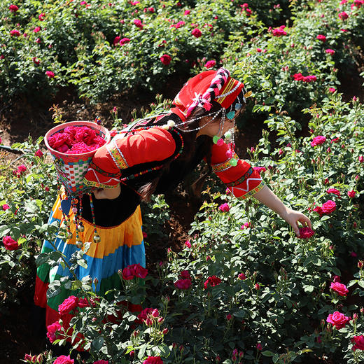 【新增蛋黄酥饼】【云南鲜花饼 预售3天】新鲜现烤新鲜发 手工现烤鲜花饼 玫瑰花香浓郁  酥软细腻  来自云南的浪漫~ 商品图2