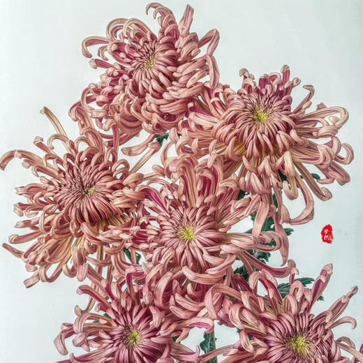 热卖国产维也纳菊5支 商品图3