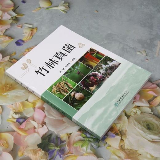 竹林真菌 &2911 商品图1