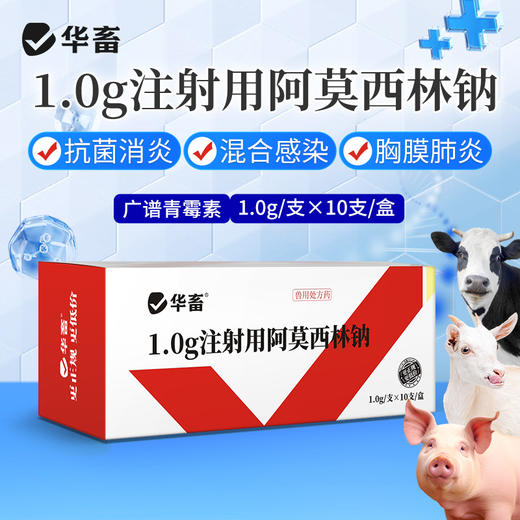 华畜 1g*10支注射用阿莫西林钠 抗菌消炎 混合感染 胸膜肺炎 商品图0
