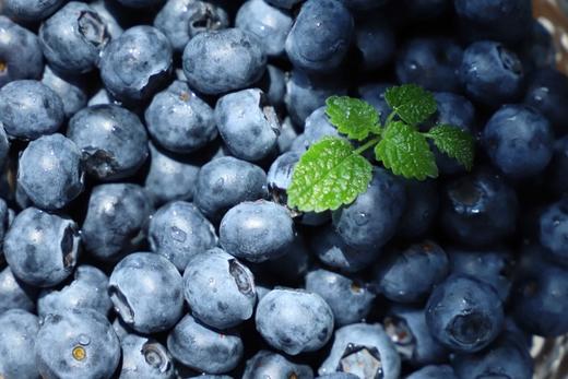 云南滇湖有机蓝莓鲜果|一年一熟，露天种植 果香浓郁 富含花青素 基地直发顺丰包邮 商品图5