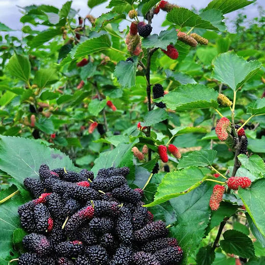 【桑葚膏】纯桑葚手工熬制  零添加 口感醇正！ 商品图2