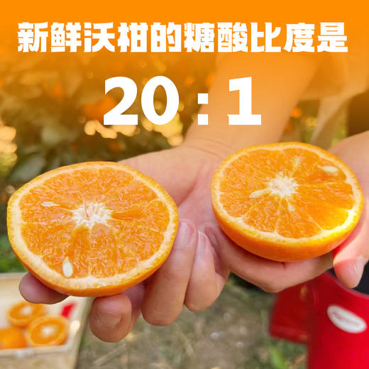 【宾川沃柑】云南宾川高山沃柑新鲜水果当季整箱精品橘桔子蜜甜现摘 商品图1